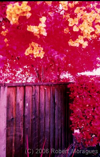Color Infrared -  Fence 